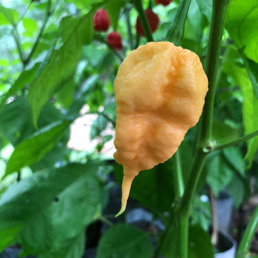 Peach Reaper (California Reaper) - Seeds - The Pepper Pantry (Formerly Marie Sharp's)